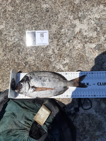 Fish Measure Picture